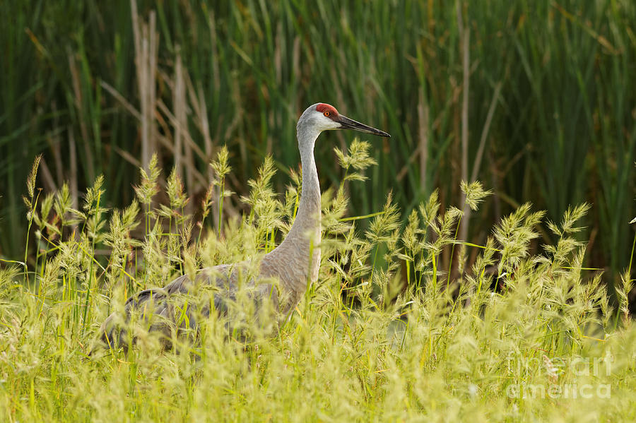 Crane Photograph - Sandhill Crane Along Dike Road in Horicon Marsh 2 by Natural Focal Point Photography