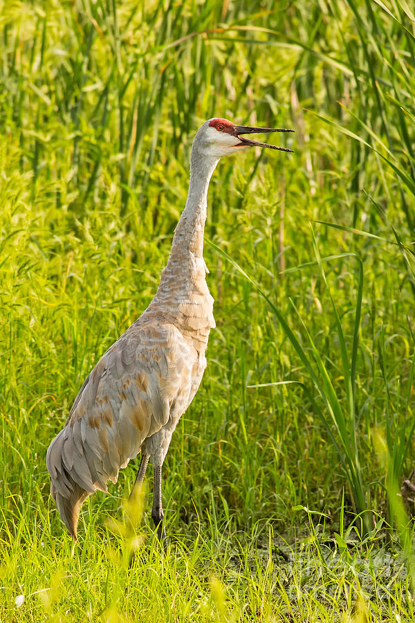 Sandhill Crane Along Dike Road in Horicon Marsh Photograph by Natural ...