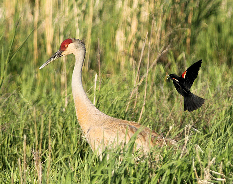Sandhill Crane and Blackbird Photograph by John Dart