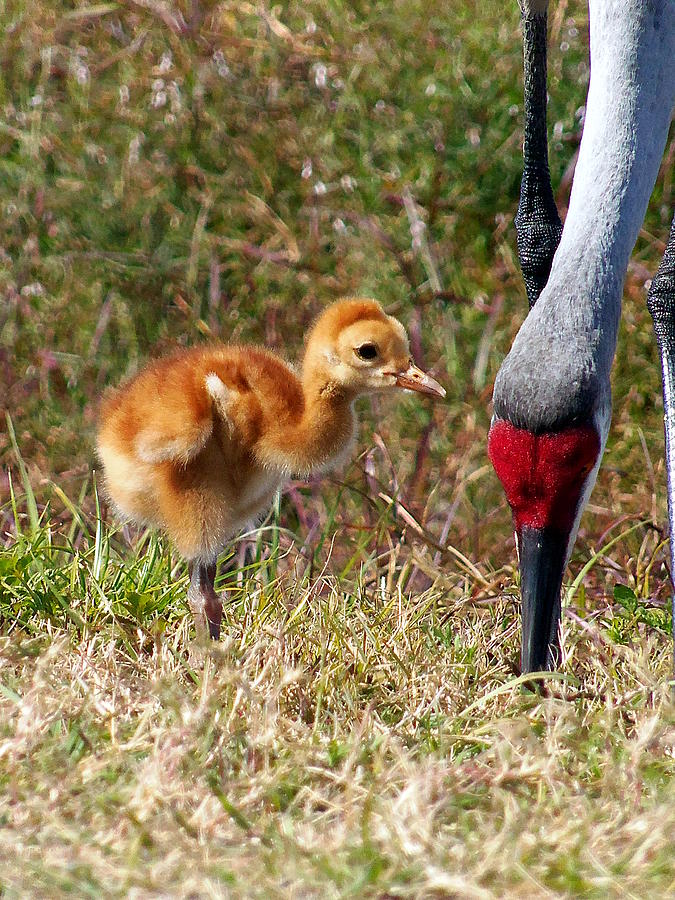 Sandhill Crane and chick  000 Photograph by Christopher Mercer