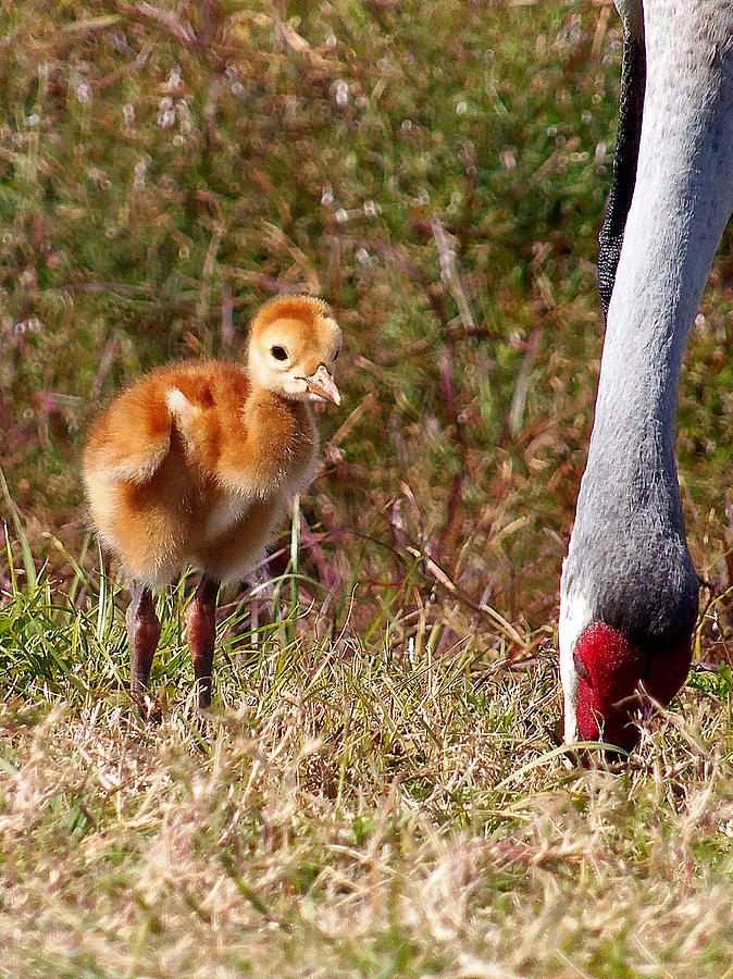 Sandhill Crane and chick 001 Photograph by Christopher Mercer