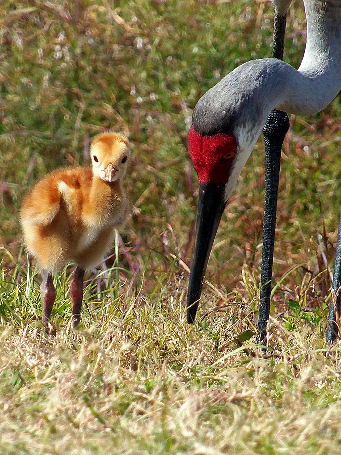 Sandhill Crane and chick 002 Photograph by Christopher Mercer