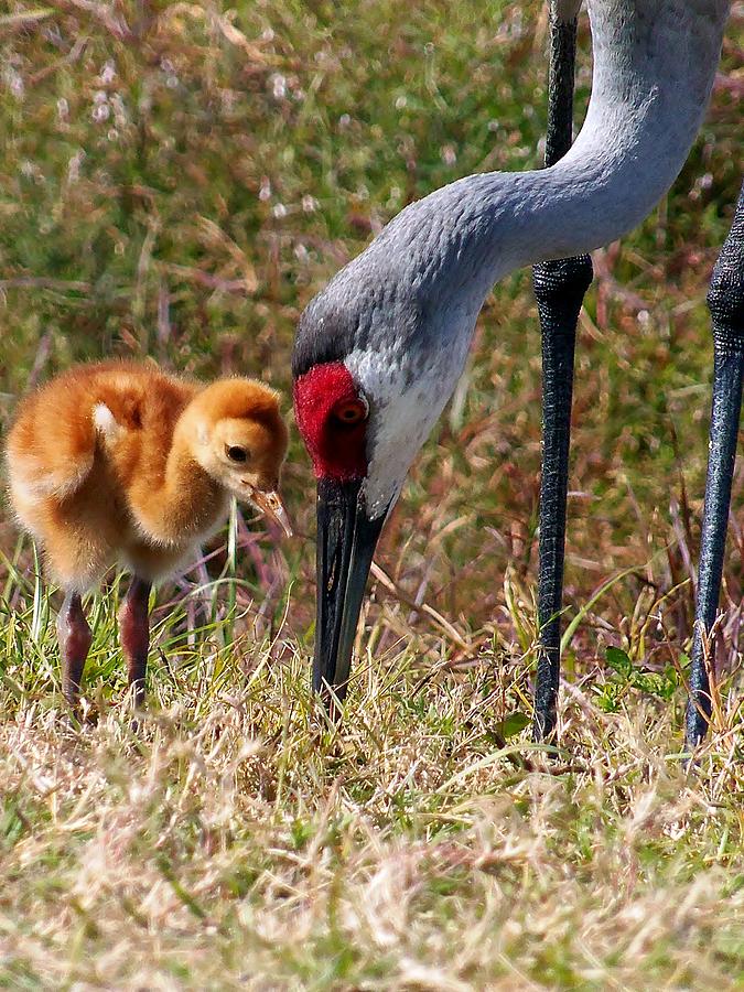 Sandhill Crane and chick  Photograph by Christopher Mercer