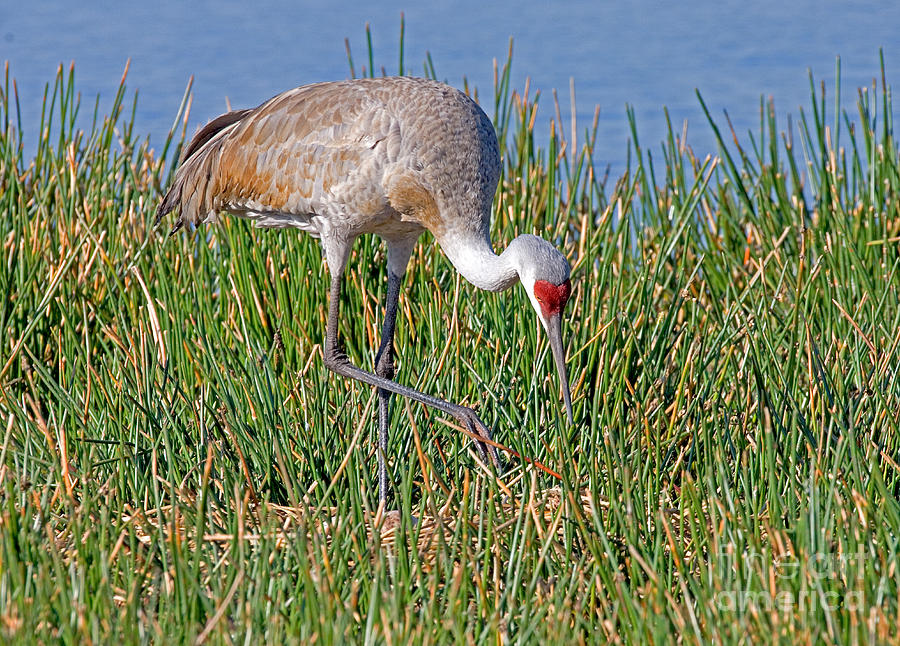 Sandhill Crane Photograph by Anthony Mercieca - Fine Art America