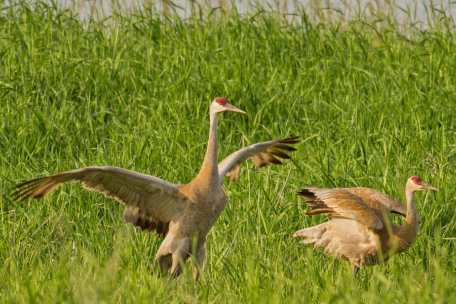 Sandhill Crane at Goose Pond Photograph by Natural Focal Point Photography