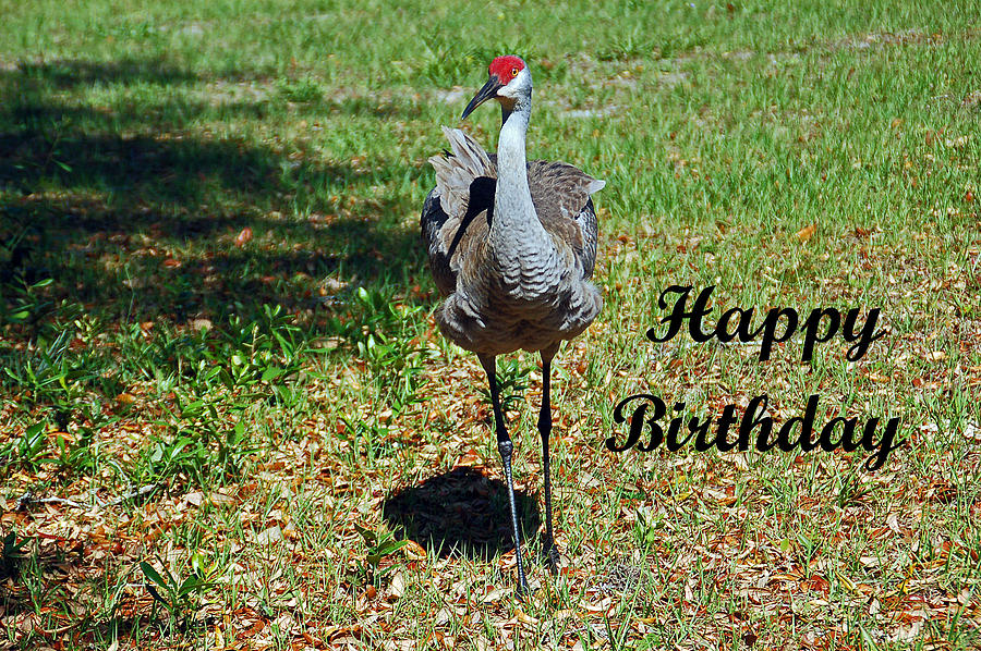Sandhill Crane Birthday Photograph by Aimee L Maher ALM GALLERY