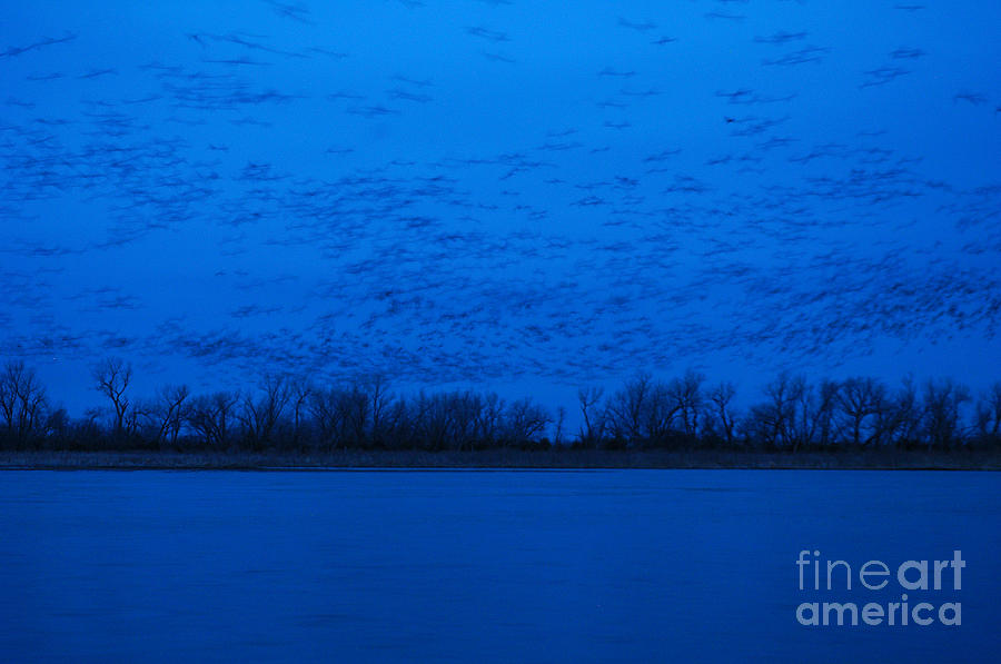 Sandhill Crane Blue Hour Photograph by Joan Wallner