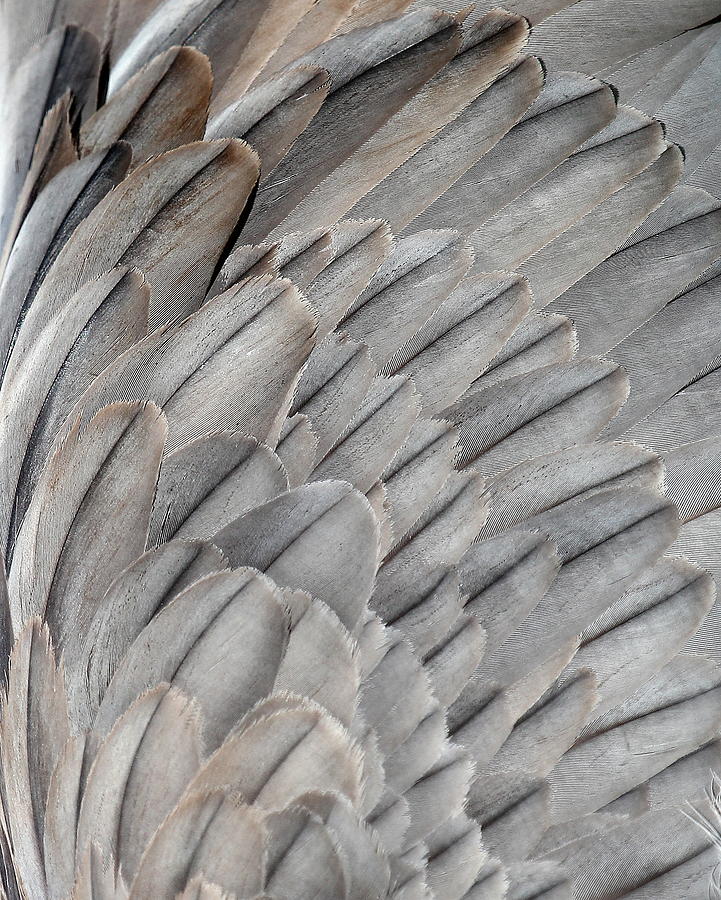 Crane Photograph - Sandhill Crane Body Feathers by Erin Tucker