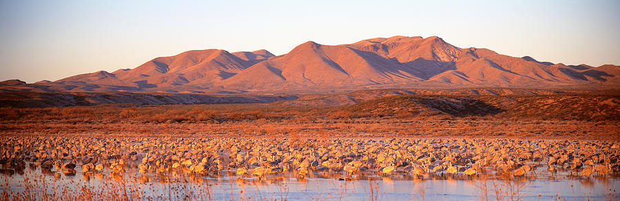 Wildlife Photograph - Sandhill Crane, Bosque Del Apache, New by Panoramic Images