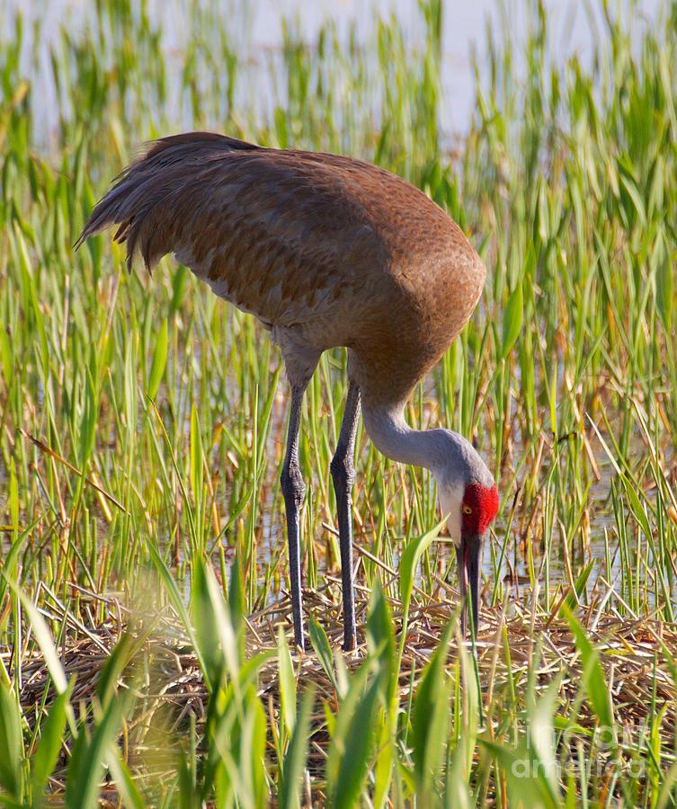 Sandhill Crane Building Nest Photograph by Keith Lundquist - Fine Art ...