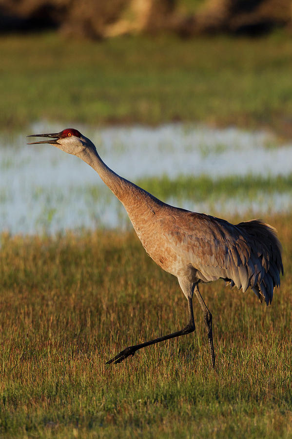 Sandhill Crane Calling Photograph by Ken Archer | Fine Art America