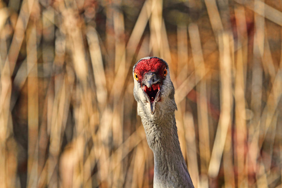 Sandhill Crane - Can You Hear Me Photograph by Peggy Collins