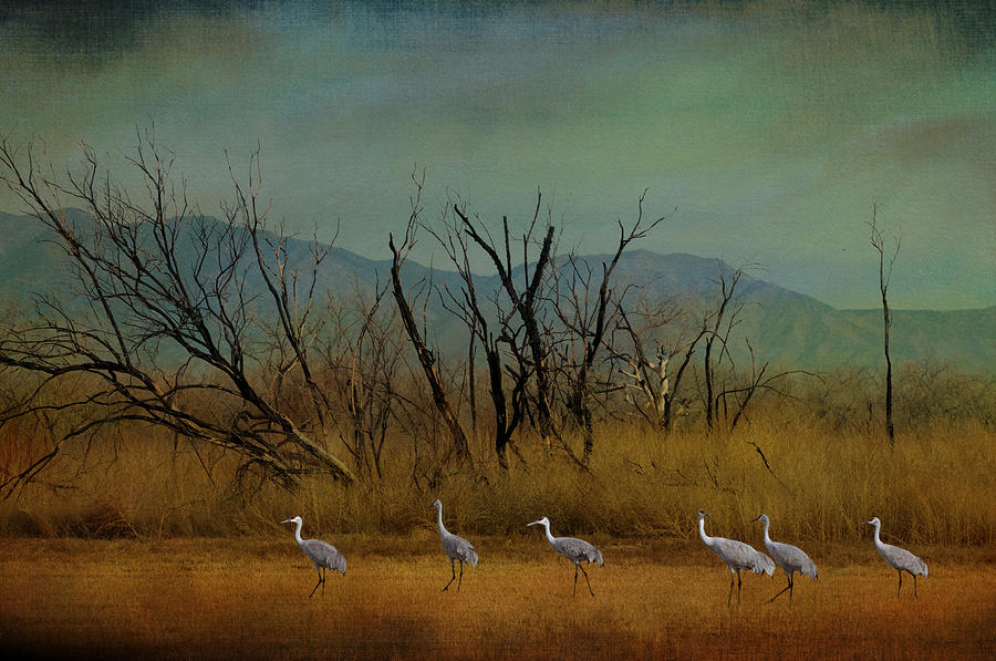 Sandhill crane Photograph by Carolyn DAlessandro