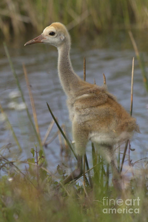 Sandhill Crane Chick Photograph by Meg Rousher