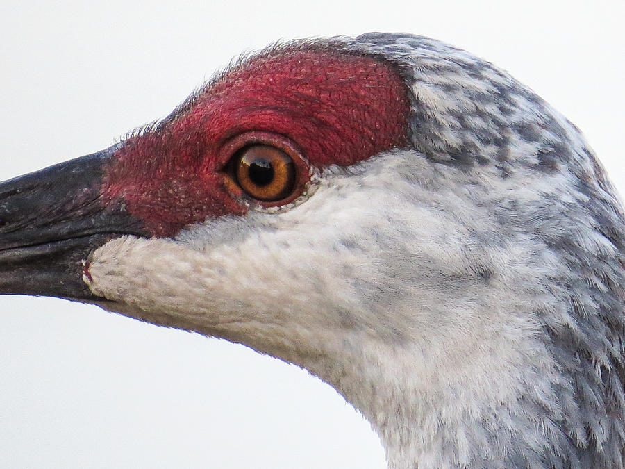 Bird Photograph - Sandhill crane eye by Zina Stromberg
