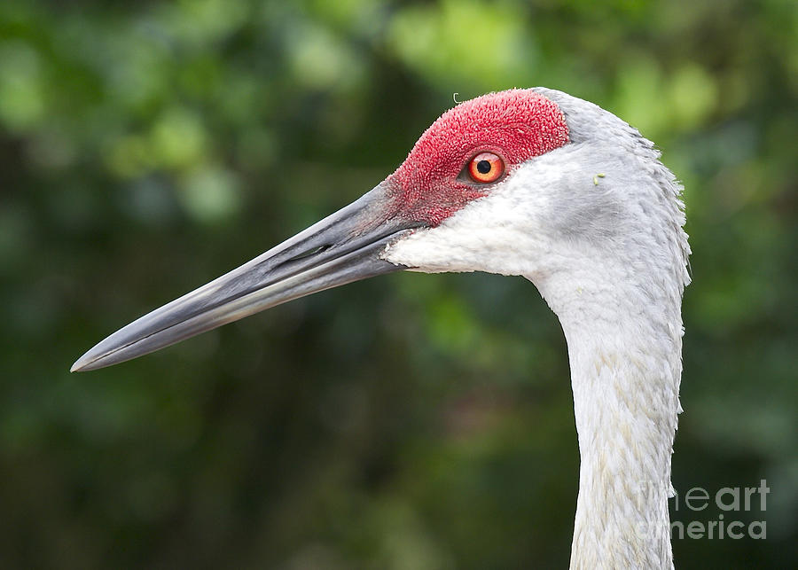 Sandhill Crane Face Photograph by Carol Groenen - Pixels