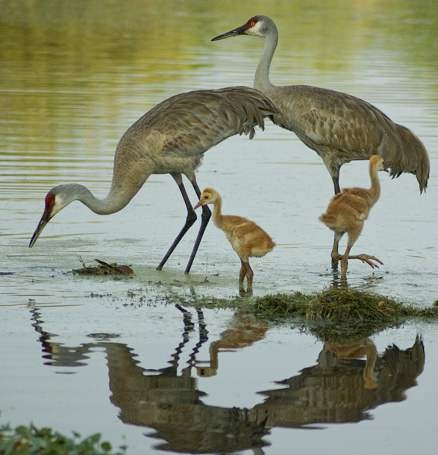 Sandhill Crane Family Photograph by Brian Kamprath - Fine Art America