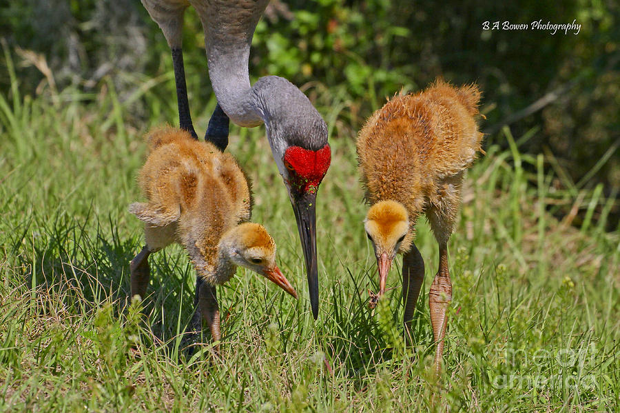 Crane Photograph - Sandhill Crane Family feeding by Barbara Bowen