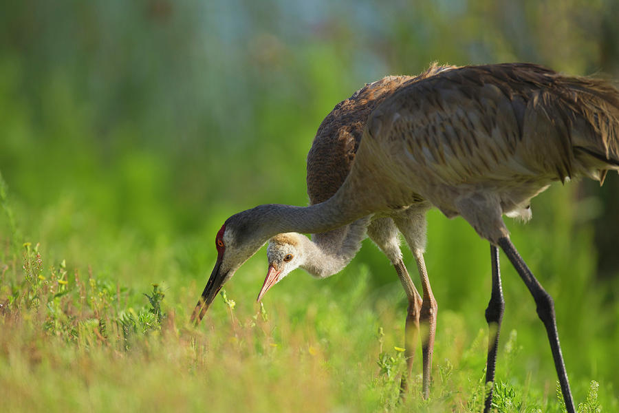 Crane Photograph - Sandhill Crane Feeding Chick, Grus by Maresa Pryor