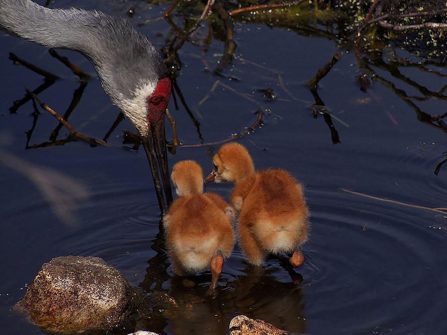 SandHill Crane feeding chicks in water Photograph by Christopher Mercer