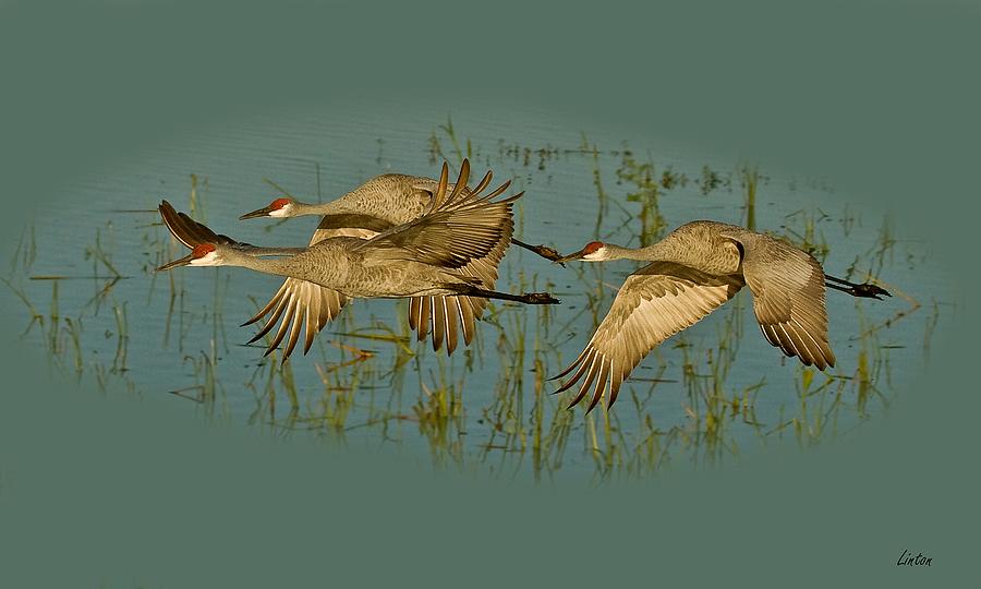 Sandhill Crane Flight Digital Art by Larry Linton