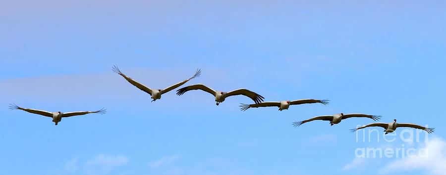 Wildlife Photograph - Sandhill Crane Flight Pattern by Michael Dawson