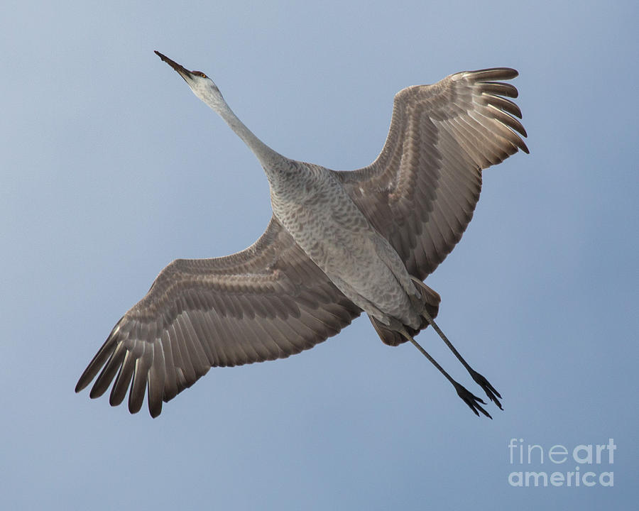 Crane Photograph - Sandhill crane by MyWildlifeLife Dot Com