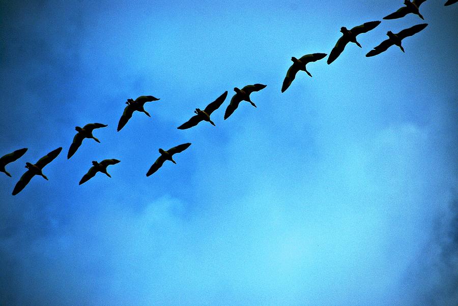 Sandhill Crane Flyover Photograph by Eric Tressler