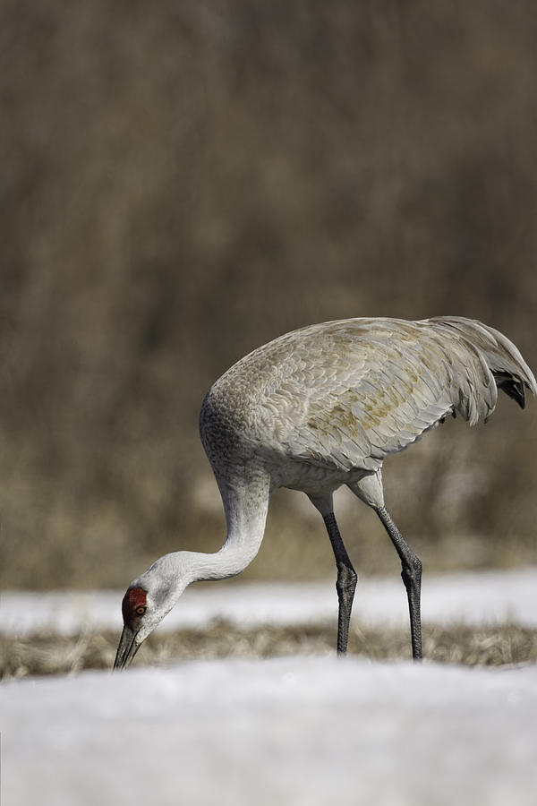 Sandhill Crane Foraging In The Snow Photograph by Thomas Young
