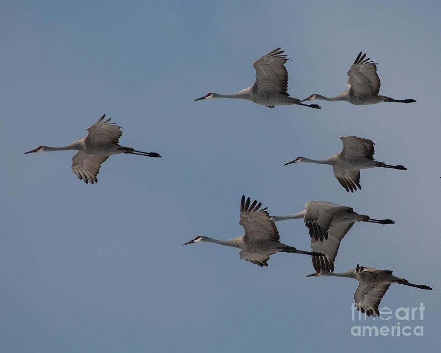 Sandhill Crane Group Photograph By Mywildlifelife Dot Com - Fine Art 