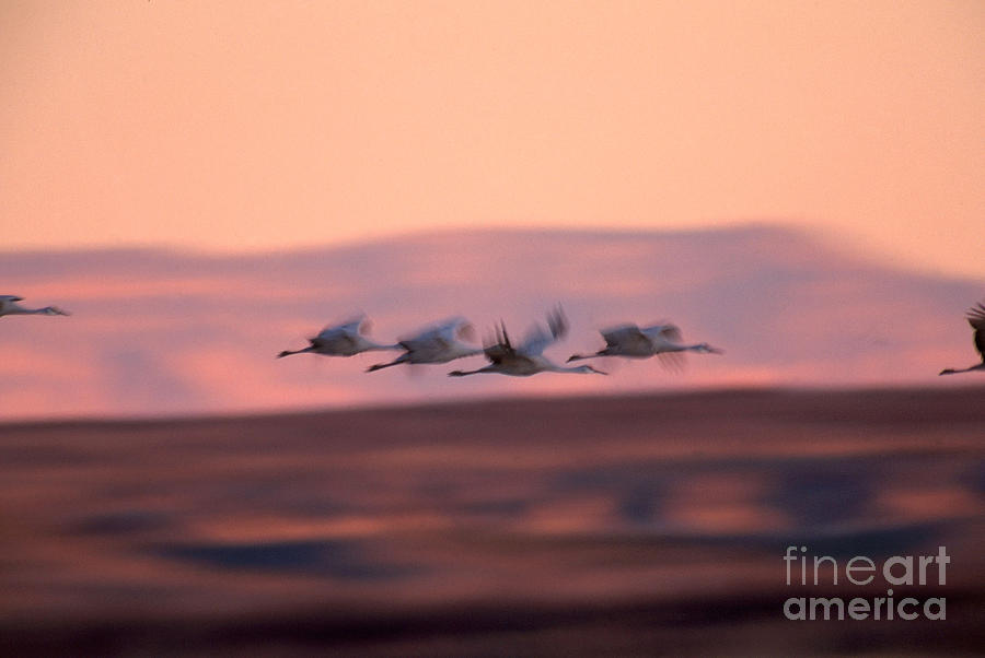 Wildlife Photograph - Sandhill Crane Grus Canadensis by Art Wolfe