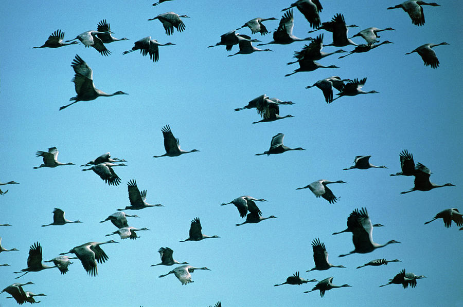 Sandhill Crane (grus Canadensis) Flock Flying Photograph by William ...