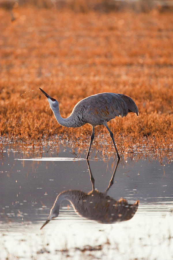 Drinking Photograph - Sandhill Crane (grus Canadensis by Larry Ditto