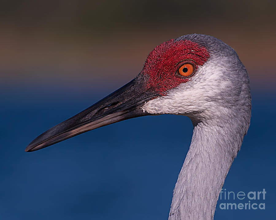 Sandhill Crane Head Shot Photograph by Photos By Cassandra - Fine Art ...