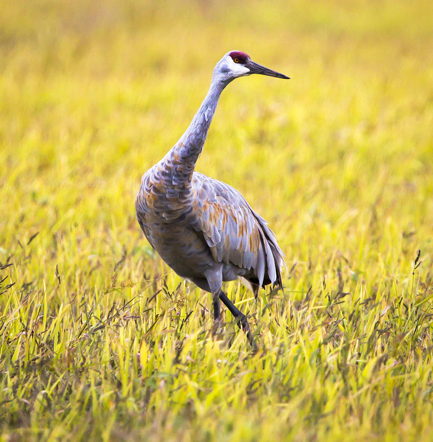 Canon Photograph - Sandhill Crane in Fall Colors by Ricky L Jones Canon Photograph - Sandhill Crane in Fall Colors by Ricky L Jones