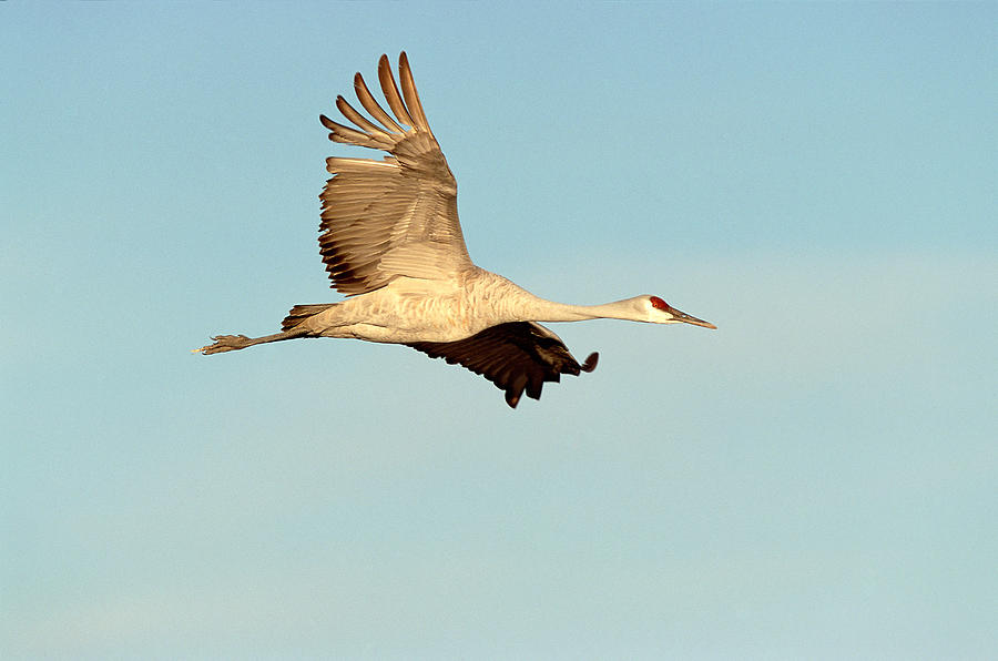 Sandhill Crane In Flight Photograph By Craig K. Lorenz - Fine Art America