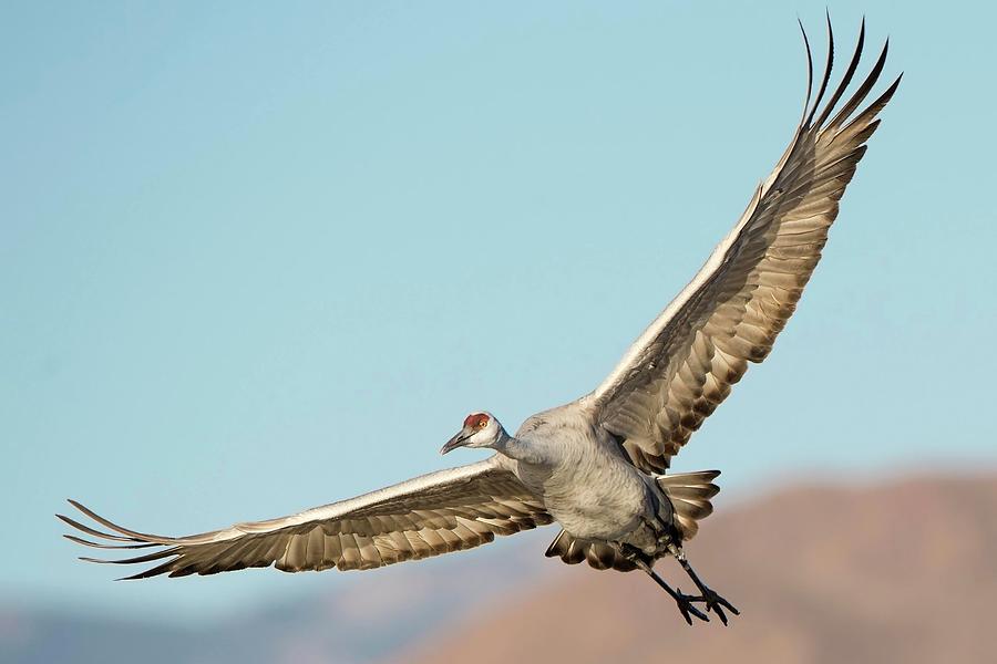 Sandhill Crane In Flight Photograph by D Williams Photography