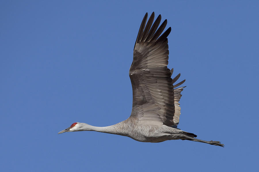 Sandhill Crane In Flight Photograph by Doug Lindstrand