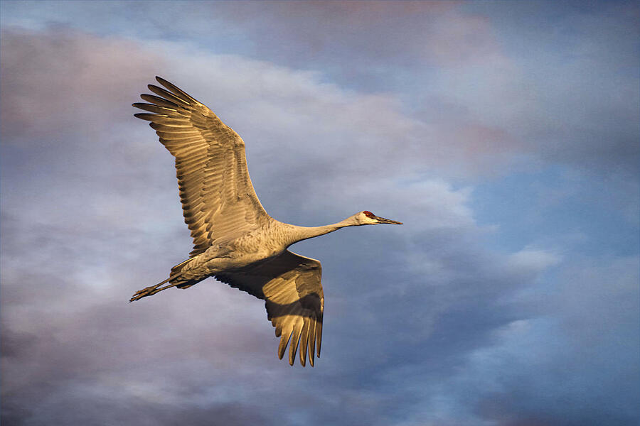 Wildlife Photograph - Sandhill Crane in Flight by Priscilla Burgers