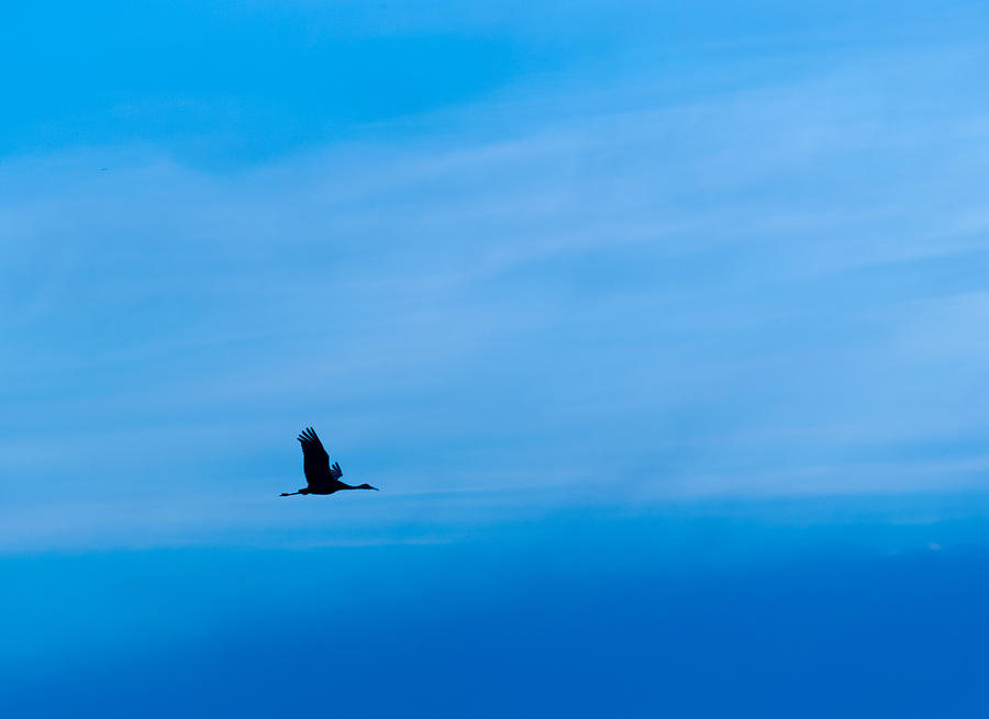 Sandhill Crane in Flight Photograph by Randy Scherkenbach
