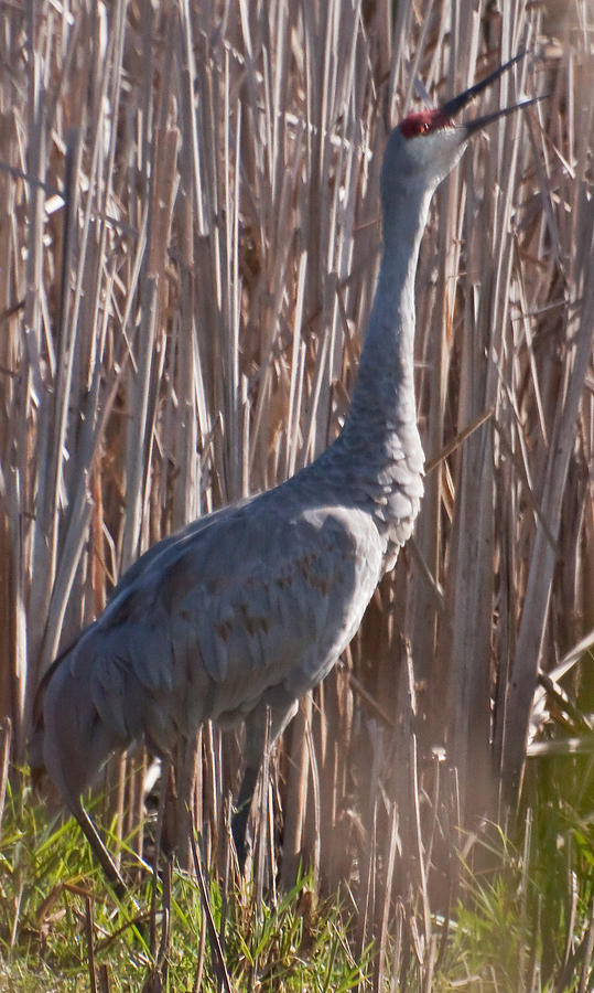 Sandhill Crane in Horicon Photograph by Natural Focal Point Photography Sandhill Crane in Horicon Photograph by Natural Focal Point Photography