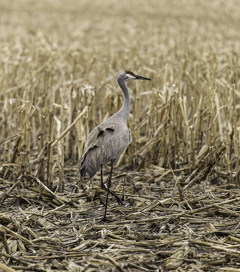 Sandhill Crane In The Corn Photograph by Thomas Young