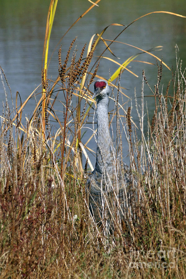 Sandhill Crane in the Grass Photograph by Sharon Talson