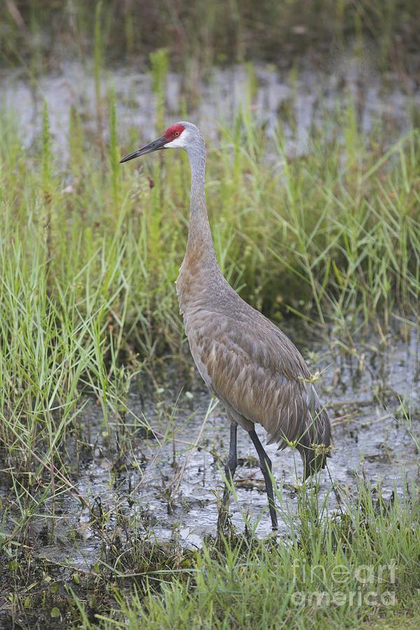 Sandhill Crane in the Swamp Photograph by Carol Groenen - Fine Art America