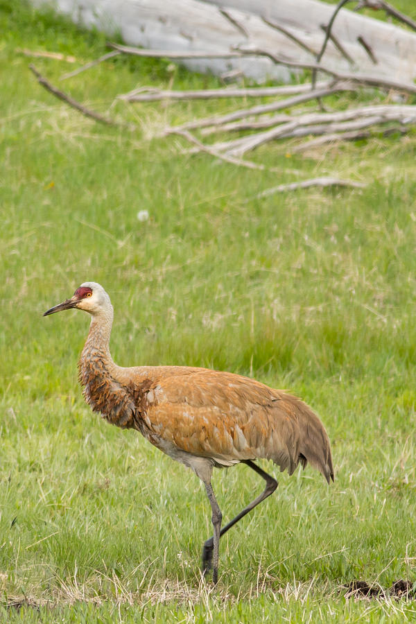 Sandhill Crane in Yellowstone Photograph by Natural Focal Point Photography