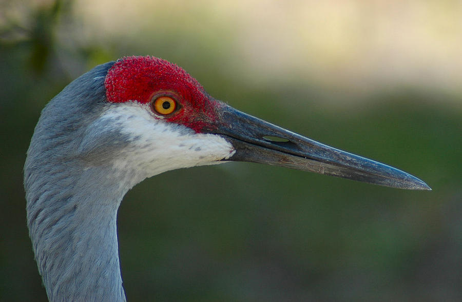 Sandhill Crane Photograph by Lynn Bean - Fine Art America