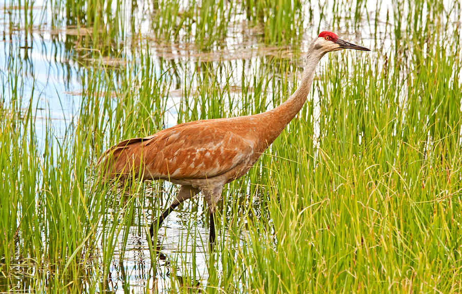 Sandhill Crane Photograph by Elijah Weber | Fine Art America