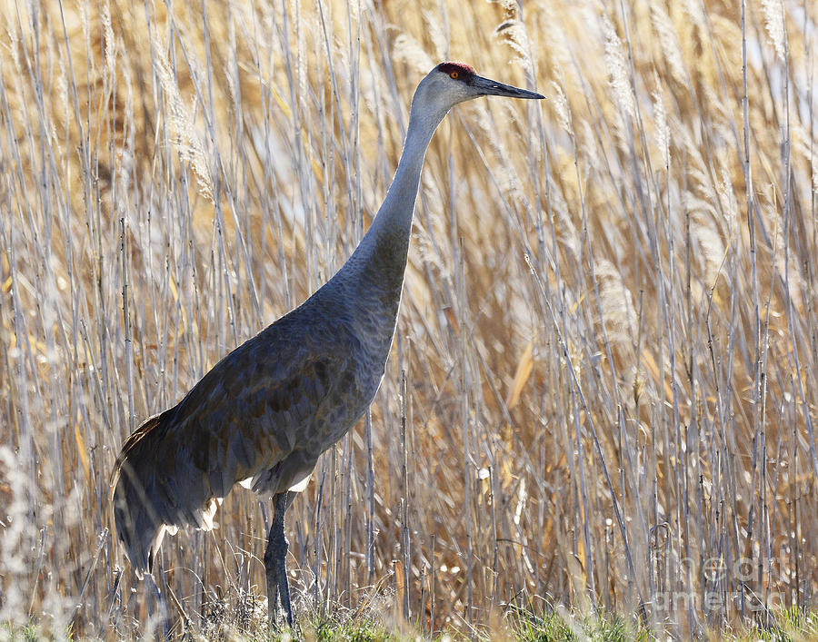 Sandhill Crane Mating Plumage Photograph By Dennis Hammer 