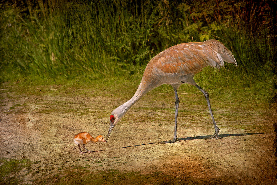 Sandhill Crane Mother and Baby Photograph by Peggy Collins