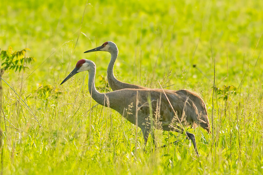 Sandhill Crane Photograph by Natural Focal Point Photography